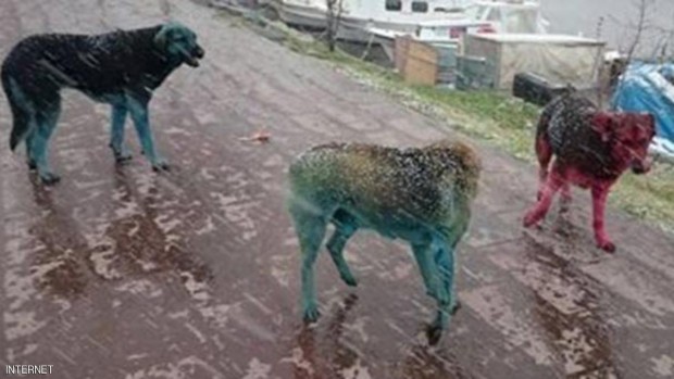 صورة الكلاب الملونة التي انتشرت على مواقع التواصل الاجتماعي بتركيا