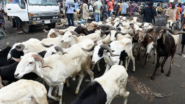 تقول السلطات إن مسلحي بوكو حرام نهبوا مواشي ويبيعونها لوسطاء