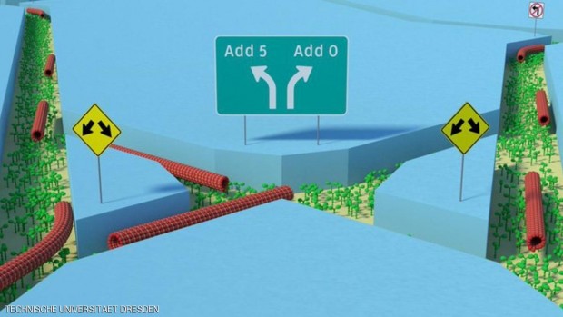 رسمة توضيحية لعمل البروتينات