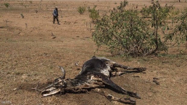 مواشي تضررت جراء الجفاف في جنوب إفريقيا في نوفمبر 2015
