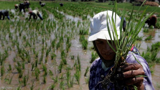 Labourers transplant rice seedlings in a paddy field in the Nile Delta town of Kafr Al-Sheikh