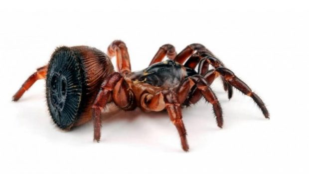 يعتبر هذا العنكوب أحد أنواع عناكب "الباب المسحور"